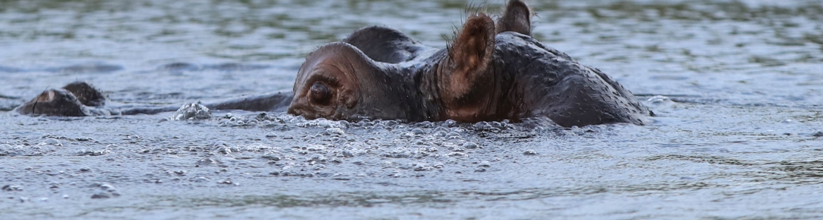 Botswana, Okawango-Delta 2016 ©HorstReitz