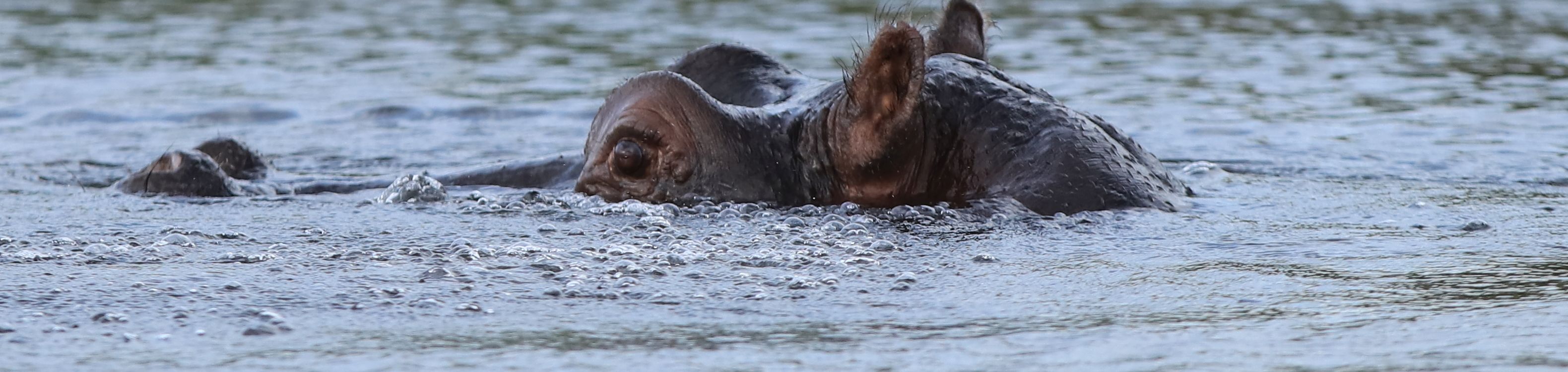 Botsuana, Okawango 2016