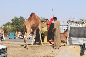 Kamelmarkt in Al Ain Oman