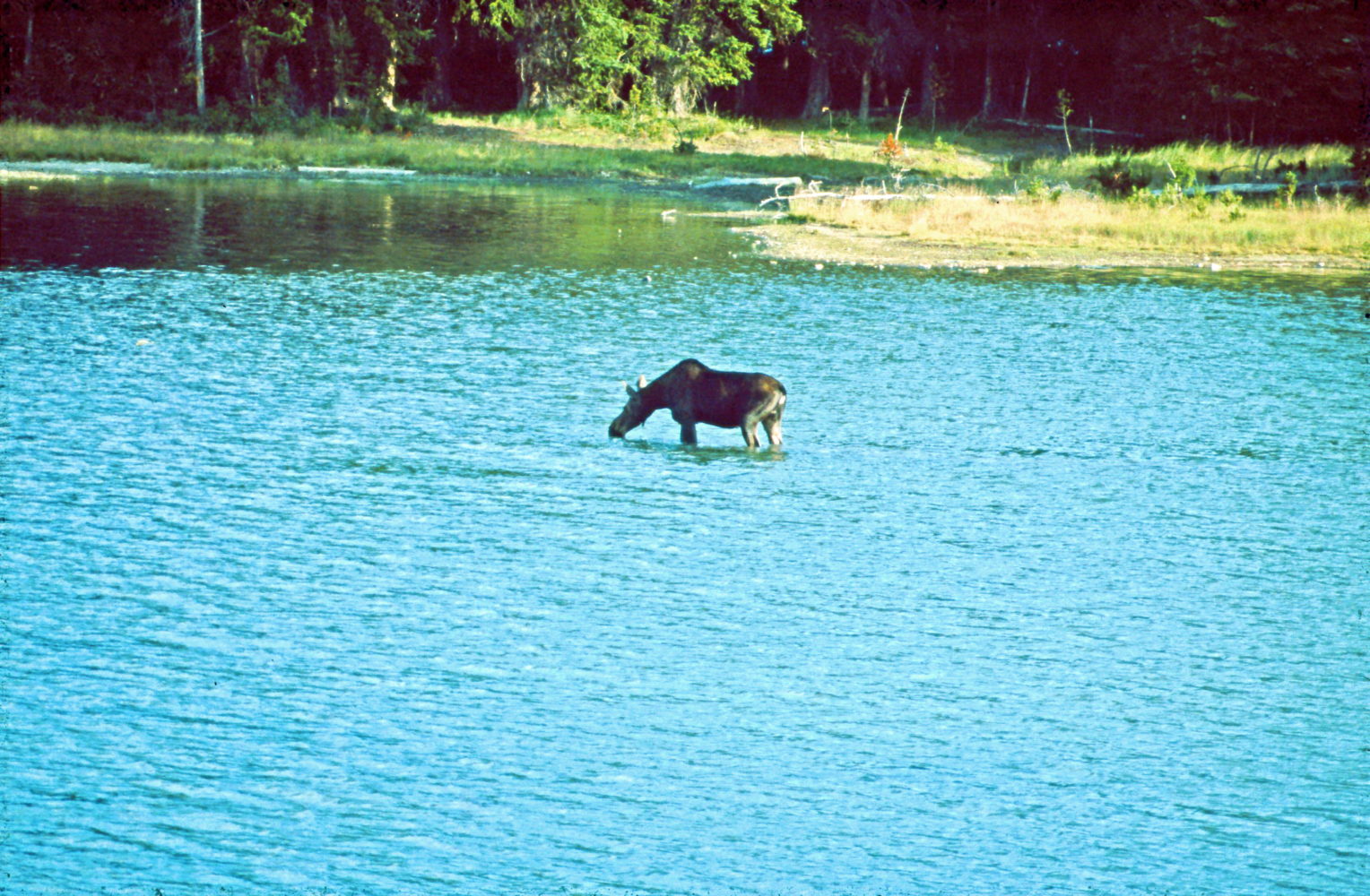 Elch trinkt im See © HorstReitz1992