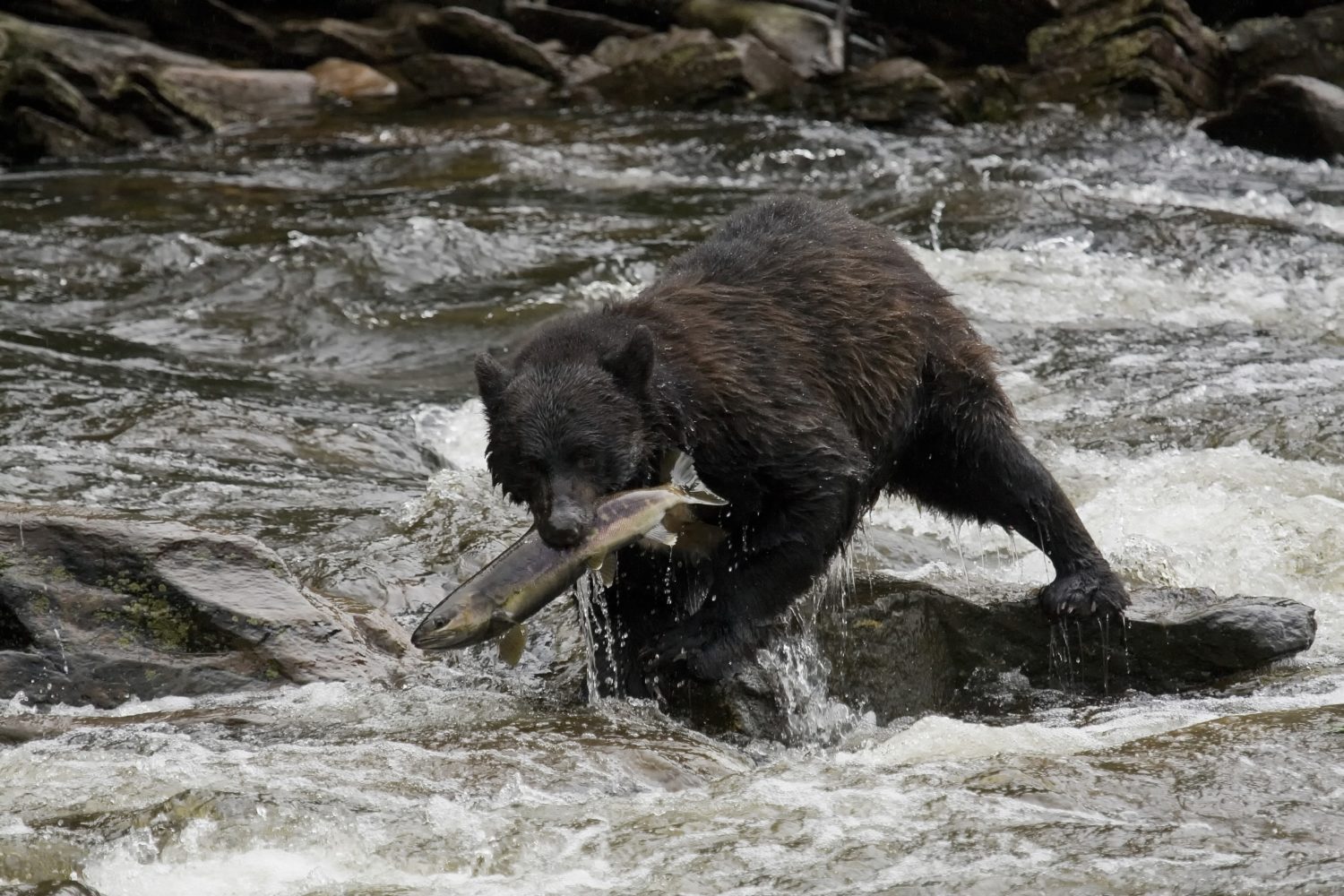 Grizzly Bär beim Lachsfang 123RF