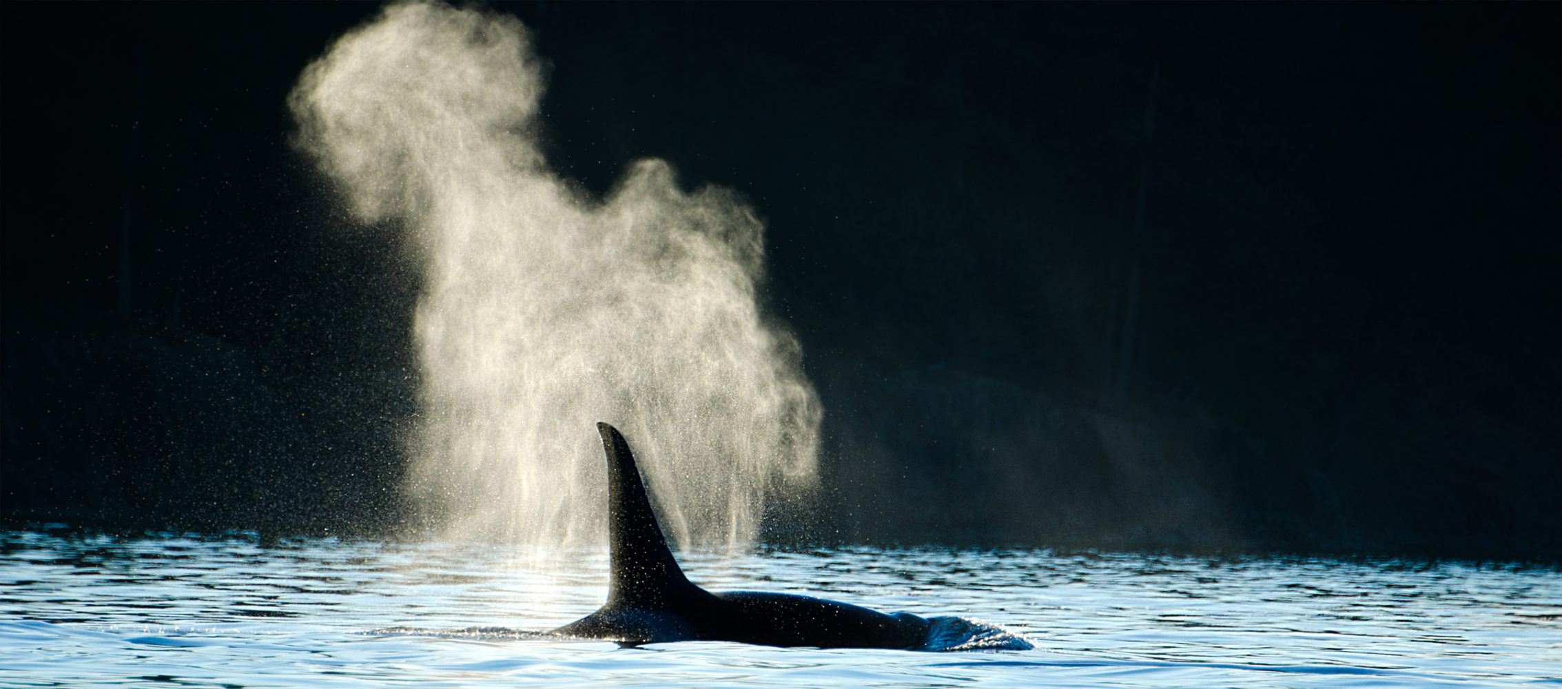 Wal Kanada Victoria Orca Killer Whale Blowing ©123RF