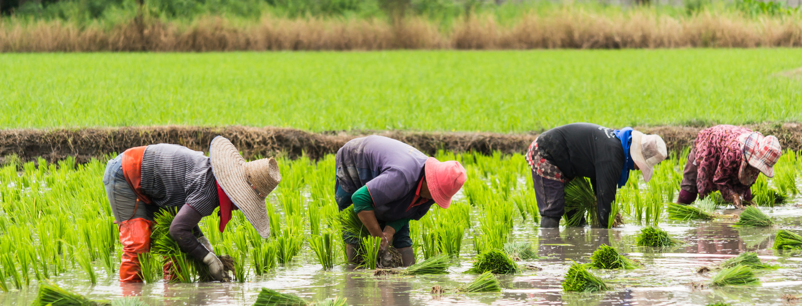 Vietnam Landarbeiter bei der Reispflanzung © 123RF.com