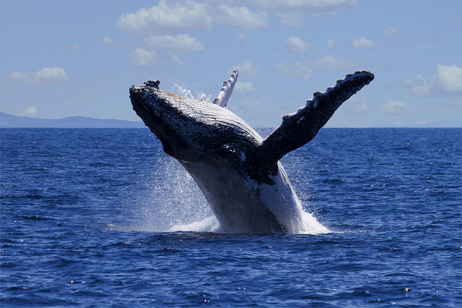 Buckelwal Verletzung vor der Küste Vancouver Island 123RF