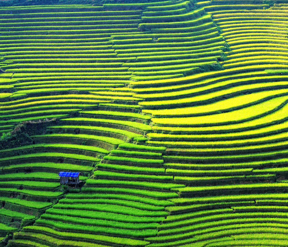 Rice fields on terraced in Vietnam