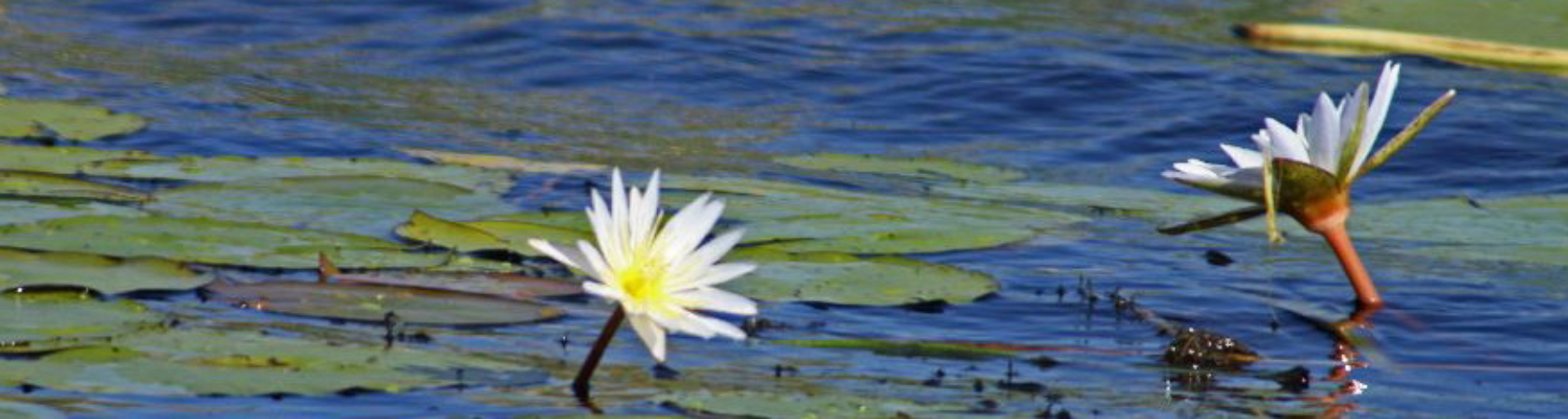 Botswuana, Okawango-Delta, ©HorstReitz